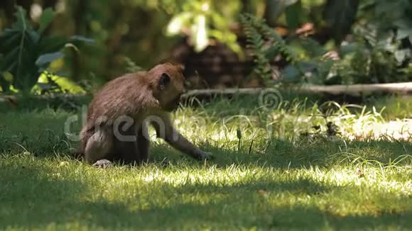 猴子翻滚享受生活视频的预览图