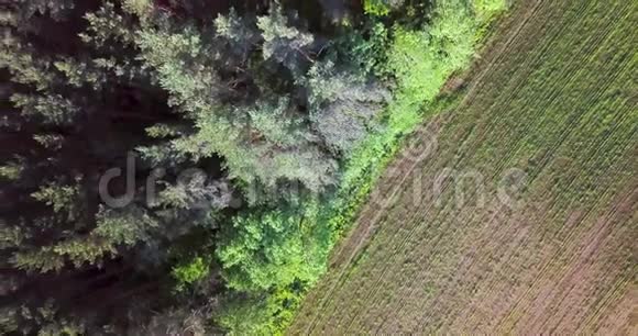 飞过绿林夏日阳光明媚的风景空中无人机镜头从上面看到美丽乡村视频的预览图