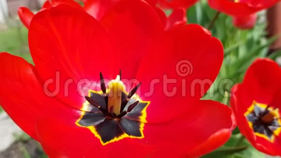 红色郁金香在花园里盛开视频的预览图