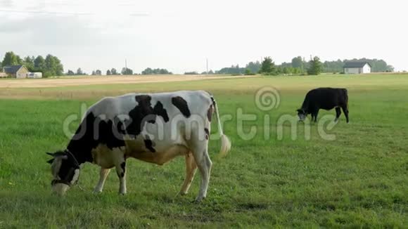 两只母牛在田里安静地吃草视频的预览图