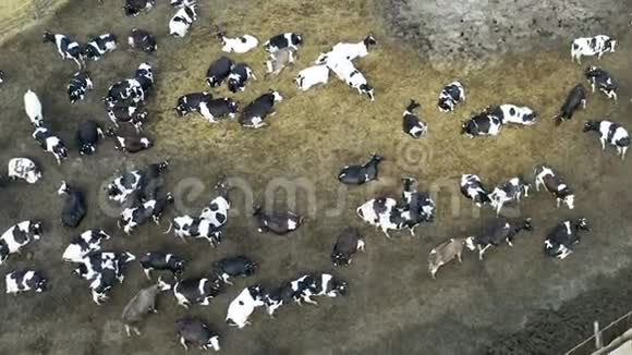 拉乡村农场上许多奶牛的俯视图视频的预览图