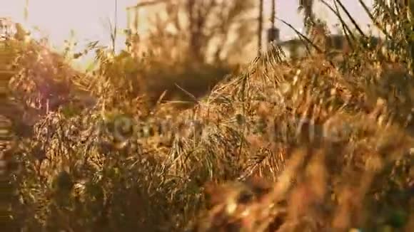 日落光线下的混合物种野草景观视频的预览图