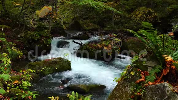 濑溪河流过的岩石覆盖着绿色的苔藓和五颜六色的秋天落叶视频的预览图