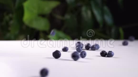美味的蓝莓落在白色的桌子上电影视图与绿色植物的背景视频的预览图