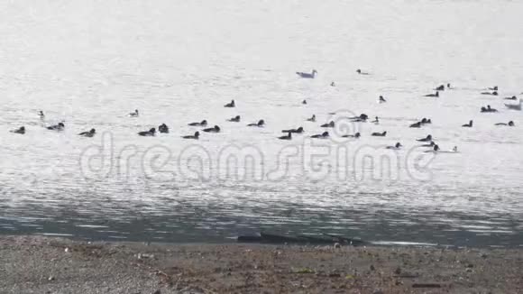 海鸥和鸭子游来游去视频的预览图