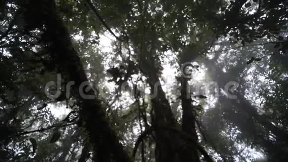 在雨林里的人视频的预览图