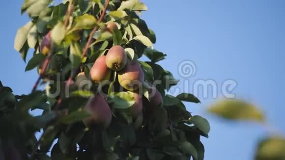 在蓝蓝的天空背景下在日落时果树树枝上的梨果视频的预览图
