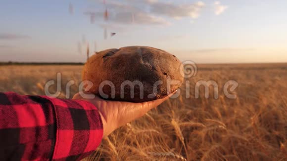新鲜的黑麦面包覆盖成熟的耳朵和谷物麦粒落在女孩手中的面包上覆盖着一片麦田成熟成熟视频的预览图