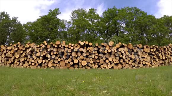 春天的大橡树桩视频的预览图