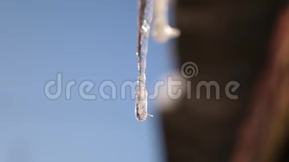 融化的冰柱映衬着蓝天特写滴冰柱春天来临视频的预览图