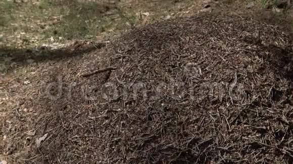 欧洲森林的大蚂蚁山在晨光下针叶松木针形成的无刺蚁巢结构视频的预览图
