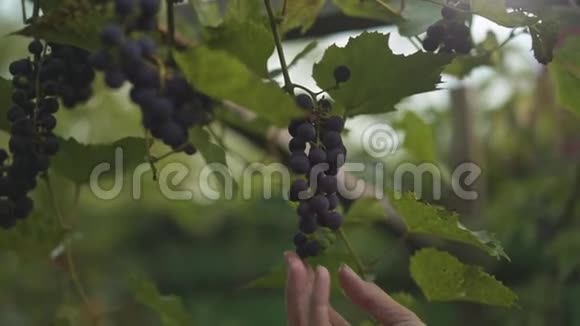 女人手在葡萄园里摘红葡萄慢莫视频的预览图