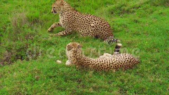 猎豹栖息在恩杜图的草地上视频的预览图