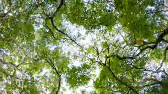 透过热带大树的树冠俯瞰天空视频的预览图