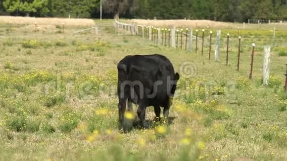 奶牛在农场的草地上放牧视频的预览图