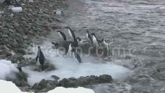 俯瞰南极岛岩石海岸的一小群阿德利斯企鹅视频的预览图