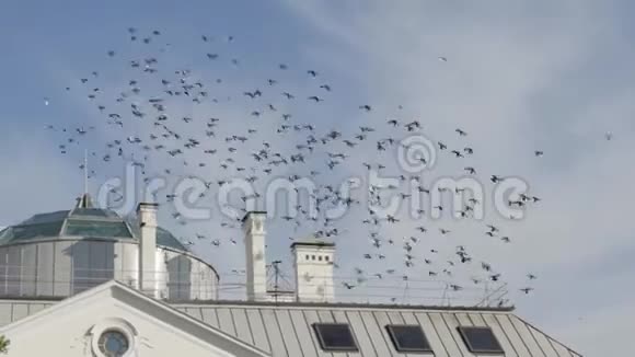 一大群鸽子在屋顶上盘旋视频的预览图