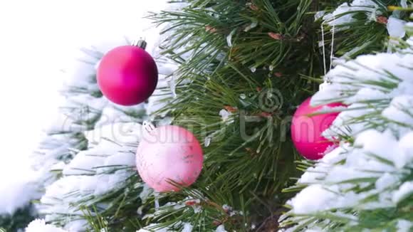 在森林里用圣诞明亮的勃艮第球装饰的云杉覆盖雪的枝条相机视频的预览图
