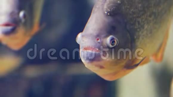红腹食人鱼的特写视频的预览图