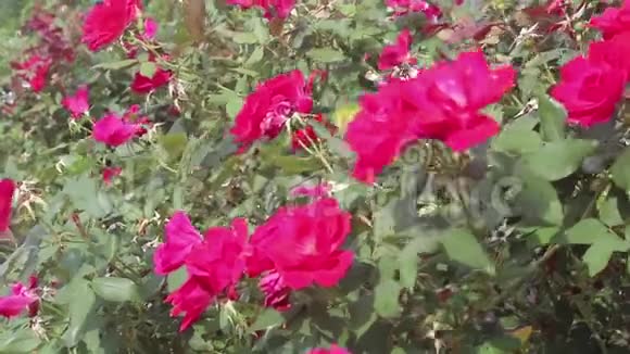 盛开的玫瑰和阳光视频的预览图