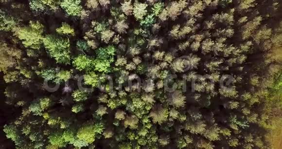 飞过绿林夏日阳光明媚的风景空中无人机视图从上面美丽乡村视频的预览图