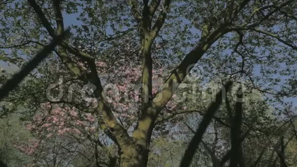 春天的自然公园里清新的绿色和粉红色视频的预览图