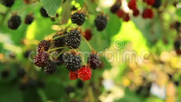 在灌木枝上的成熟黑莓汁视频的预览图