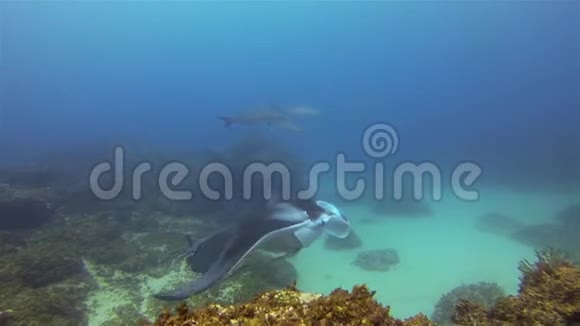 曼塔雷游泳阳光碧海中的鱼博物馆大型雷或礁视频的预览图