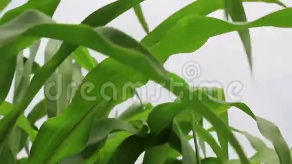 有机甜玉米在田间生长视频的预览图