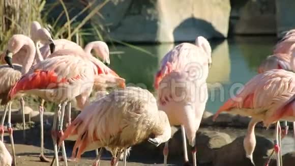 一群粉红色的火烈鸟正在一个小池塘附近清理羽毛视频的预览图