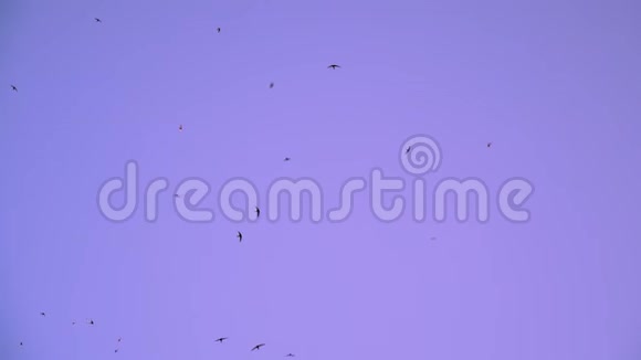 一群鸟在蓝天上飞得很高燕子在天空中盘旋慢动作视频的预览图
