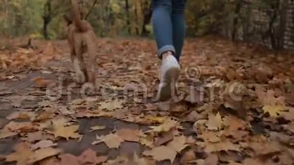 带着可爱狗在秋天公园慢跑的女人视频的预览图