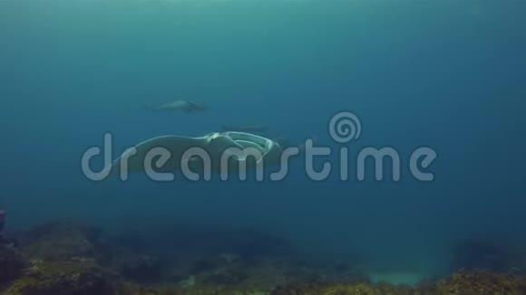 曼塔雷游泳阳光蓝海大型雷或礁Manta鱼类资源学校视频的预览图