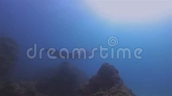 曼塔雷剪影近距离游泳在蓝海水域和阳光海面背景视频的预览图