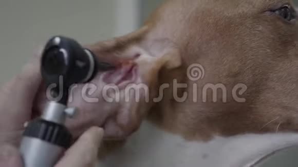 医生的双手合拢检查有棕色斑点的大指针狗的耳朵这只动物在兽医诊所宠物视频的预览图