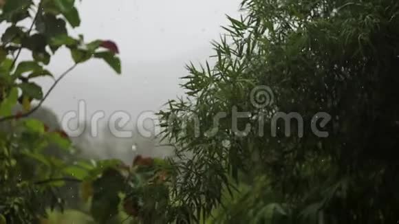 丛林里的热带雨热带树木上的雨点视频的预览图