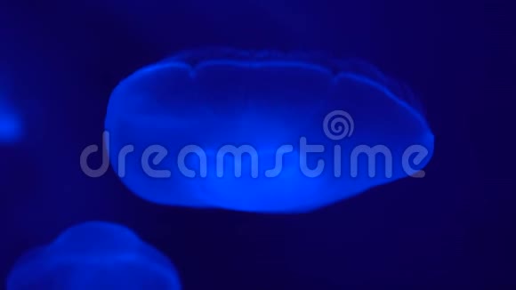 墨鱼漂浮在蓝水深处特写镜头视频的预览图