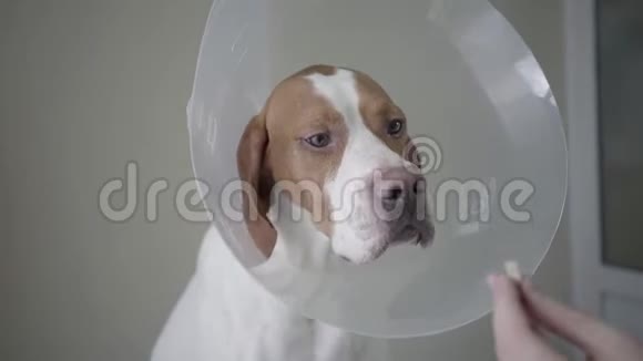 关闭带有棕色斑点的指针犬动物在兽医诊所的桌子上视频的预览图