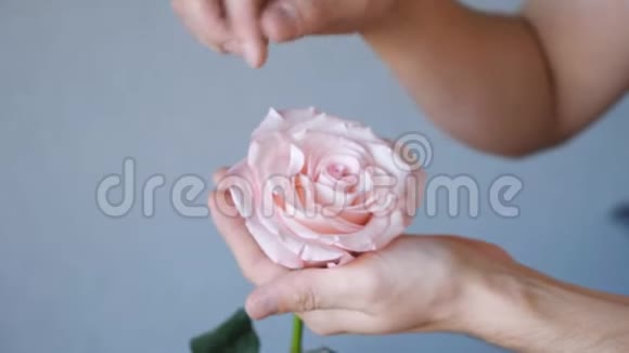 人类的手照顾玫瑰花瓣视频的预览图