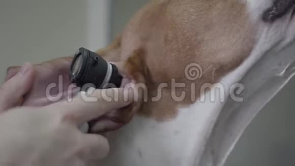 医生用特写的手检查有棕色斑点的大指针狗的耳朵这只动物在兽医诊所宠物视频的预览图