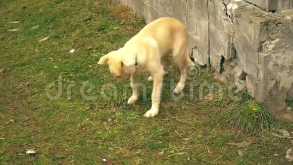 一只年轻的红色小狗在院子里玩得很开心狗咬一根树枝黄色小狗视频的预览图