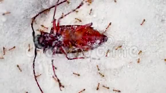 红蚂蚁在海滩附近的白沙上杀死大昆虫一种死一般的自然视频的预览图