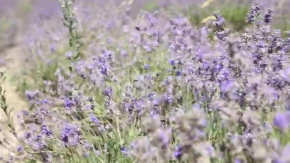 紫色的薰衣草花随风飘散在田野里视频的预览图