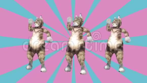 喜剧猫在一个充满活力的舞蹈片段中挥动爪子和尾巴夏天的心情视频的预览图