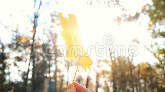 女人手里拿着黄色的落叶慢动作视频的预览图