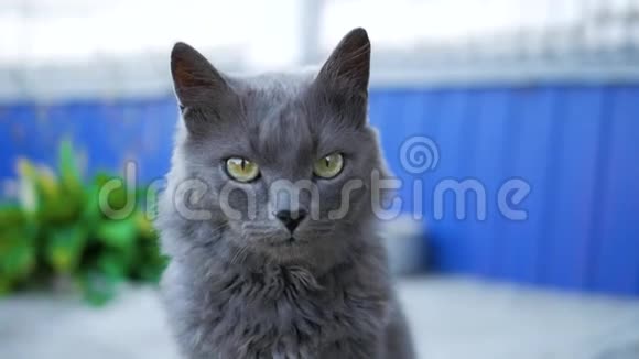 一只灰猫的特写肖像大绿眼睛视频的预览图