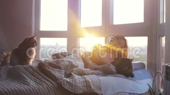 美丽浪漫的黑发年轻女子躺在靠窗的床上休息与她可爱的缅因猫期间视频的预览图