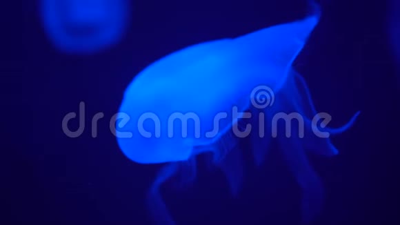 荧光水母的触角很宽游得很慢很近视频的预览图