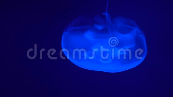 透明水母漂浮在深蓝色的海底深处视频的预览图