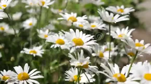 美丽的雏菊在夏天的田野上盛开植物疗法环保药材花卉业视频的预览图